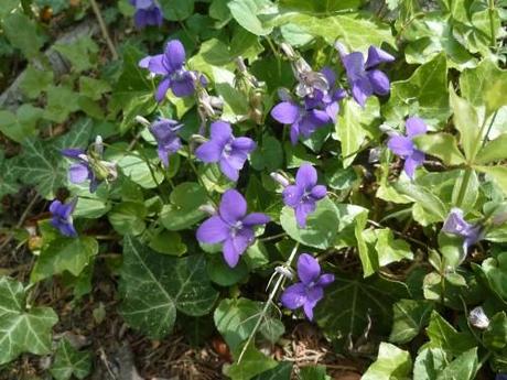 vacances,voyages,jardin,saisons,printemps,loisirs