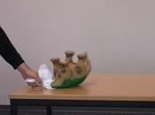 Science décalée Hommes l’empathie pour robots