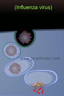 RTEmagicC_endocytose-virus-grippe_Gfinder-flickr-cc-by-nc-sa-20_txdam36592_e17bf4.jpg