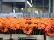 Couronnement Willem-Alexander HOERA