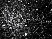 mois noir blanc avril Fleurs champs Champ fleurs