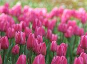 mangeait tulipes pour fête nationale hollandaise