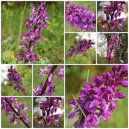 mosaique orchidée du lot