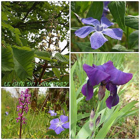 iris, maronier, pervenche