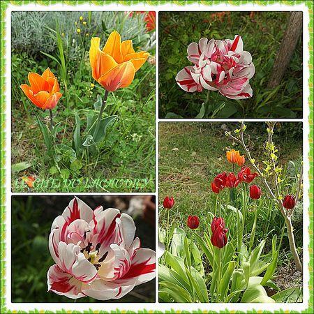 les tulipes