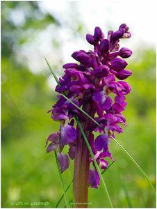 ORCHID2E LOTOISE AU LACAUDRY 2013