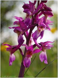 ORCHIDEE DU LOT 2013