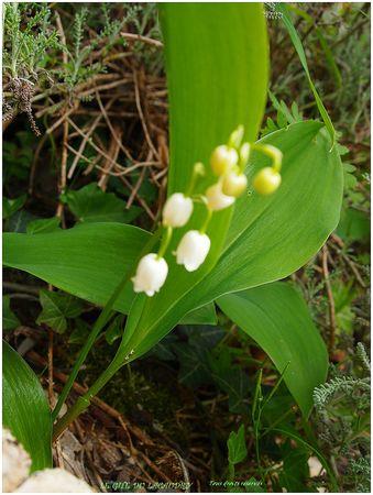 BRIN DE MUGUET 2