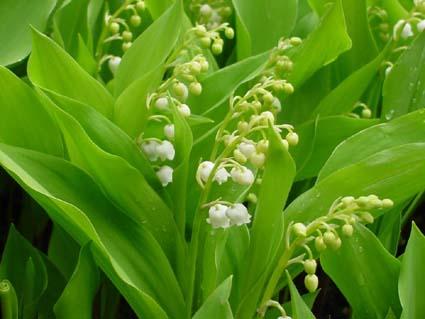 brins de muguet - lily of the valley -Maiglöckchen - lirio del valle - mughetto - lelietje-van-dalen - lírio-do-vale