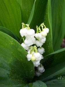 Muguet