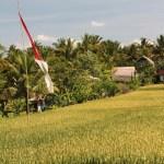 Rizières Ubud Bali 2013 Julia B - Balisolo (2)