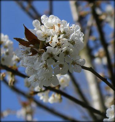 Nous voici déjà en Mai ! Le soleil de ces derniers jours ...