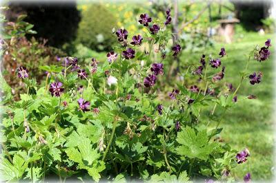 Nous voici déjà en Mai ! Le soleil de ces derniers jours ...