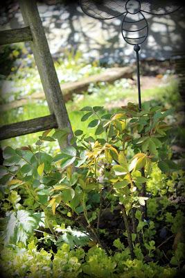 Nous voici déjà en Mai ! Le soleil de ces derniers jours ...