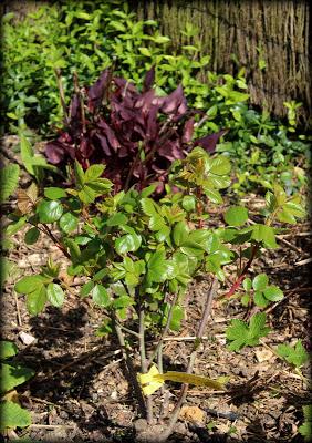 Nous voici déjà en Mai ! Le soleil de ces derniers jours ...