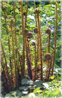 Nous voici déjà en Mai ! Le soleil de ces derniers jours ...