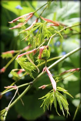 Nous voici déjà en Mai ! Le soleil de ces derniers jours ...