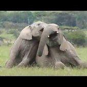 Elephant's play behavior - video compilation...