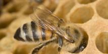 Bruxelles croit protéger les abeilles sans bannir les pesticides