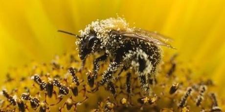 Bruxelles croit protéger les abeilles sans bannir les pesticides