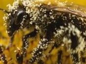 Bruxelles croit protéger abeilles sans bannir pesticides