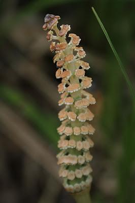 À défaut de muguet