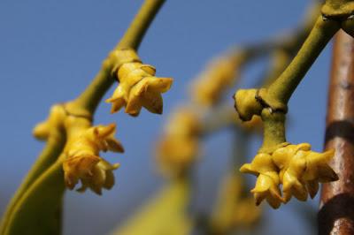 À défaut de muguet