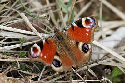 À défaut de muguet