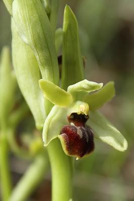 À défaut de muguet
