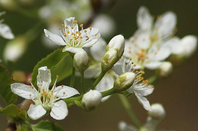 À défaut de muguet