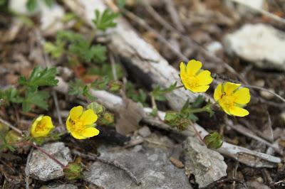 À défaut de muguet