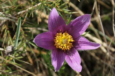 À défaut de muguet