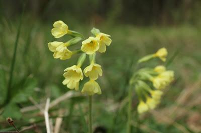 À défaut de muguet