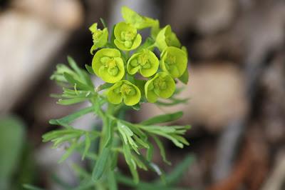 À défaut de muguet
