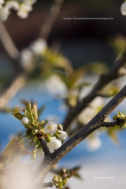 Dans la vie d'un cerisier