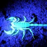 Scorpion Empereur 01
