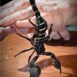 Scorpion Empereur 06