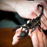 Scorpion Empereur 05
