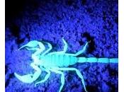 Pandinus Imperator Scorpion Bleu