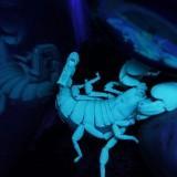 Scorpion Empereur 03