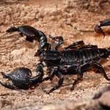 Scorpion Empereur 04