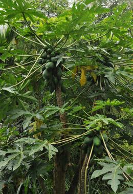 Etape 3 - Les rizières en terrasse de Banaue