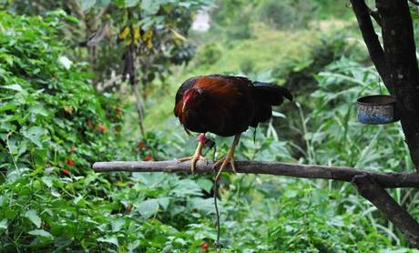 Etape 3 - Les rizières en terrasse de Banaue