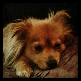 III. Le jeudi, Stéphane décape l'actu !* Dépêches en pagaille !