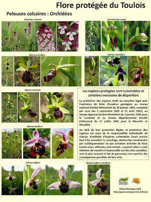Exposition photographique sur la flore protégée du Toulois