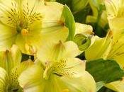 plante d'Alstroemeria, Incas