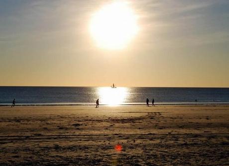 broome_australie_photo_dracophylla