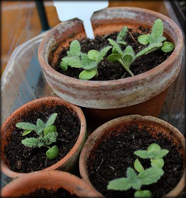 Le club des cinq semis...les plus réussis !!