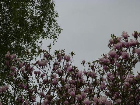 Le lion est de sortie