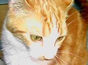 vins Pithon, pour dessert base poires d'amandes.